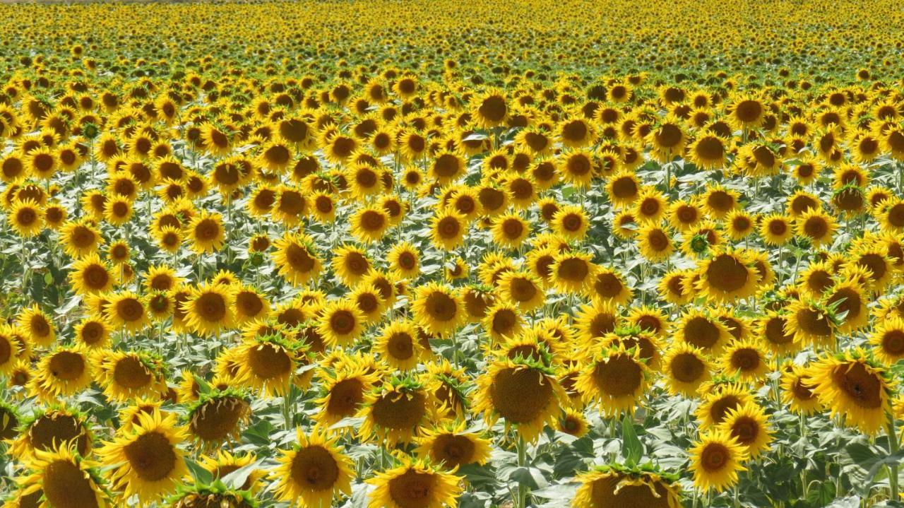 Nature'S Pace Holidays Montmaur  Luaran gambar